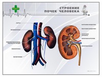 Стенд "Строение почки человека" - fgospostavki.ru - Москва