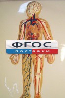 Модель барельефная "Кровеносная система человека" - fgospostavki.ru - Москва