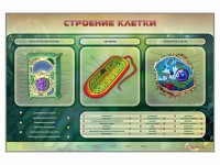 Электрифицированный стенд "Строение клетки" с маркерными полями - fgospostavki.ru - Москва