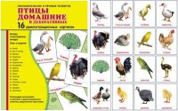 Демонстрационные карточки "Птицы домашние и декоративные" - fgospostavki.ru - Москва