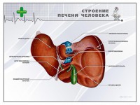 Стенд "Строение печени человека" - fgospostavki.ru - Москва