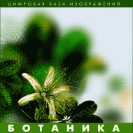 Ботаника. (Цифровая база изображений) - fgospostavki.ru - Москва