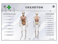 Электрифицированный стенд-тренажер "Скелетон" - fgospostavki.ru - Москва