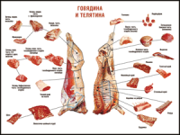 Таблица "Правила разделки мясных туш. Говядина и телятина" (100х140 сантиметров, винил) - fgospostavki.ru - Москва
