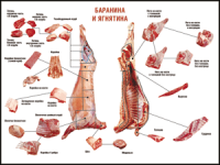 Таблица "Правила разделки мясных туш. Баранина и ягнятина" (100х140 сантиметров, винил) - fgospostavki.ru - Москва