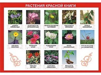 Таблица демонстрационная "Растения Красной книги" (винил 70*100) - fgospostavki.ru - Москва