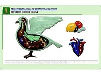 Рельефная таблица "Внутреннее строение голубя" (формат А1, матовое ламинирование) - fgospostavki.ru - Москва
