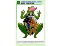 Рельефная таблица "Внутреннее строение лягушки" (формат А1, матовое ламинирование) - fgospostavki.ru - Москва