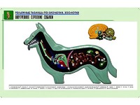 Рельефная таблица "Внутреннее строение собаки" (формат А1, матовое ламинирование) - fgospostavki.ru - Москва