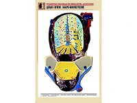 Рельефная таблица "Долька печени. Макро-микростроение" (формат А1, матовое ламинирование) - fgospostavki.ru - Москва
