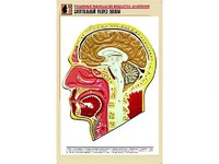 Рельефная таблица "Сагиттальный разрез головы" (формат А1, матовое ламинирование) - fgospostavki.ru - Москва