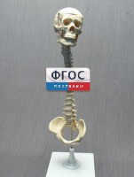 Модель "Позвоночник с черепом и тазом" - fgospostavki.ru - Москва