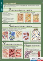 Комплект таблиц. Биология 8-9 класс. Человек. - fgospostavki.ru - Москва
