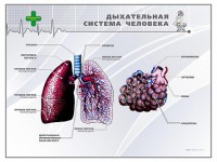 Стенд "Дыхательная система человека" - fgospostavki.ru - Москва