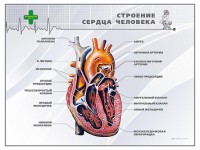 Стенд "Строение сердца человека" - fgospostavki.ru - Москва