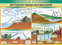 Таблица "Круговорот веществ в биосфере" (100х140 сантиметров, винил) - fgospostavki.ru - Москва