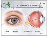 Интерактивный стенд "Строение глаза" - fgospostavki.ru - Москва