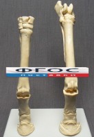 Скелет конечности лошади (передняя и задняя) на подставке - fgospostavki.ru - Москва