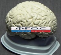 Модель "Мозг в разрезе" (белый) - fgospostavki.ru - Москва