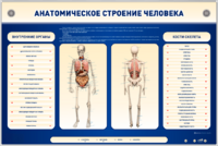 Электрифицированный стенд-тренажер c макетом скелета "Анатомическое строение человека" - fgospostavki.ru - Москва