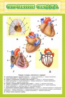 Стенд "Строение сердца" - fgospostavki.ru - Москва