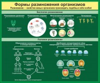 Стенд "Формы размножения организмов" - fgospostavki.ru - Москва