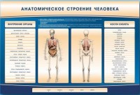 Электрифицированный стенд-тренажер c макетом скелета "Анатомическое строение человека" - fgospostavki.ru - Москва