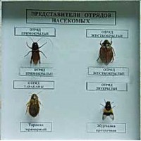 Коллекция энтомологическая "Представители отряда насекомых" - fgospostavki.ru - Москва