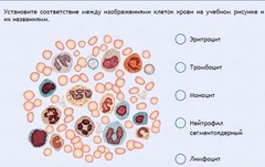 Интерактивные курсы. Биология 11 класс. Расширенный. - fgospostavki.ru - Москва
