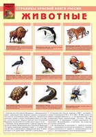 Комплект плакатов "Красная Книга России (животные, растения)" - fgospostavki.ru - Москва