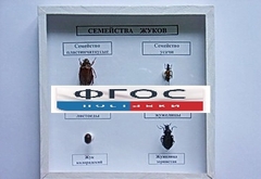 Коллекция "Семейство жуков" - fgospostavki.ru - Москва