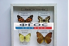 Коллекция "Семейство бабочек" - fgospostavki.ru - Москва