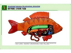 Рельефная таблица "Внутреннее строение рыбы" (формат А1, матовое ламинирование) - fgospostavki.ru - Москва