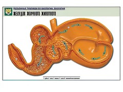 Рельефная таблица "Желудок жвачного животного" (формат А1, матовое ламинирование) - fgospostavki.ru - Москва