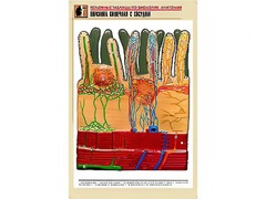 Рельефная таблица "Ворсинка кишечная с сосудом" (формат А1, матовое ламинирование) - fgospostavki.ru - Москва
