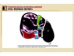 Рельефная таблица "Печень. Висцеральная поверхность" (формат А1, матовое ламинирование) - fgospostavki.ru - Москва