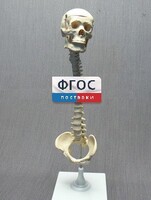 Модель "Позвоночник с черепом и тазом" - fgospostavki.ru - Москва