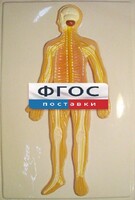 Модель барельефная "Нервная система человека" - fgospostavki.ru - Москва