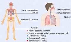Интерактивные курсы. Биология 9 класс. Базовый. - fgospostavki.ru - Москва