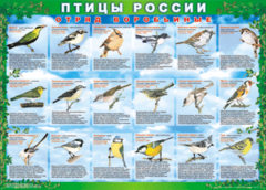 Комплект таблиц "Птицы России (4 листа)" (100х140 сантиметров, винил) - fgospostavki.ru - Москва