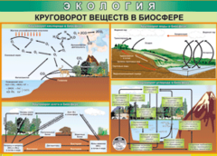 Таблица "Круговорот веществ в биосфере" (100х140 сантиметров, винил) - fgospostavki.ru - Москва