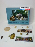 Коллекция "Раковины моллюсков" - fgospostavki.ru - Москва