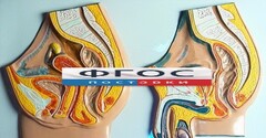 Модель барельефная "Таз мужской и таз женский" - fgospostavki.ru - Москва