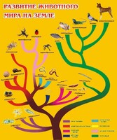 Стенд "Развитие животного мира на земле" - fgospostavki.ru - Москва