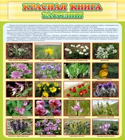 Стенд "Красная книга - растения" - fgospostavki.ru - Москва