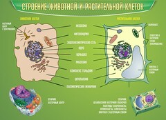 Стенд "Строение животной и растительной клеток" - fgospostavki.ru - Москва