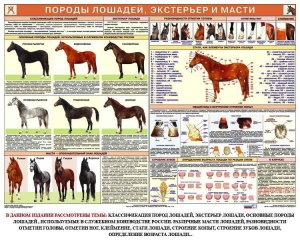 Комплект плакатов "Служебное коневодство" - fgospostavki.ru - Москва