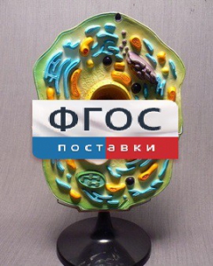Модель "Клетка растения" - fgospostavki.ru - Москва