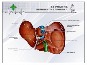 Стенд "Строение печени человека" - fgospostavki.ru - Москва