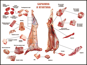 Таблица "Правила разделки мясных туш. Баранина и ягнятина" (100х140 сантиметров, винил) - fgospostavki.ru - Москва